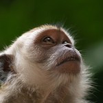 Aufmerksames Äffchen (Foto: Erik K Veland) aufmerksames aeffchen 150x150 Ausblick auf 2012: Das Jahr des Wasserdrachen