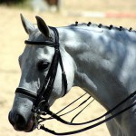 aufmerksames pferd 150x150 Ausblick auf 2012: Das Jahr des Wasserdrachen