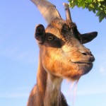 Freche Ziege (Foto: Thomas Mues) freche ziege 150x150 Ausblick auf 2012: Das Jahr des Wasserdrachen