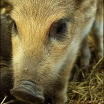 junges wildschwein 150x150 Ausblick auf 2012: Das Jahr des Wasserdrachen