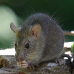 Listige Ratte (Foto: Paul Hocksenar) listige ratte 150x150 Ausblick auf 2012: Das Jahr des Wasserdrachen