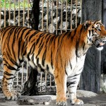 stattlicher tiger 150x150 Ausblick auf 2012: Das Jahr des Wasserdrachen