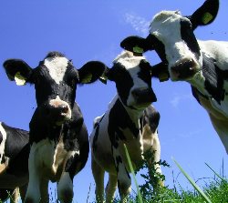 Sinnvolle Sonntagsbeschäftigung KueheMalz77 Aufschieben erwünscht! 14.03.2010