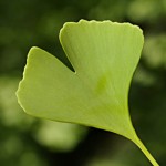 Charakteristische Blattform des Ginkgo Biloba ginkgo biloba blatt 150x150 Gingko in der Traditionellen Chinesischen Medizin