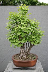 Ginkgo Biloba als Bonsai-Variante ginkgo biloba bonsai 200x300 Gingko in der Traditionellen Chinesischen Medizin
