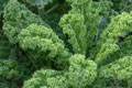 Gr&uuml;nkohl enth&auml;lt viel Vitamin A, C und E