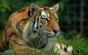 Jahr des Tigers Jahr des Tigers