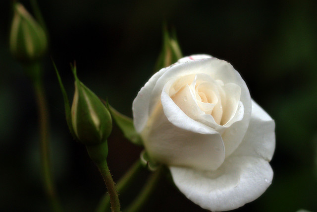 Weiße Rosen gelten als geheimnisvoll. Sie stehen für Reinheit, Unschuld, aber auch für Abschied und Tod.