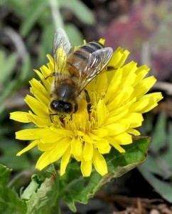 Apis Mellifera: Honigbiene