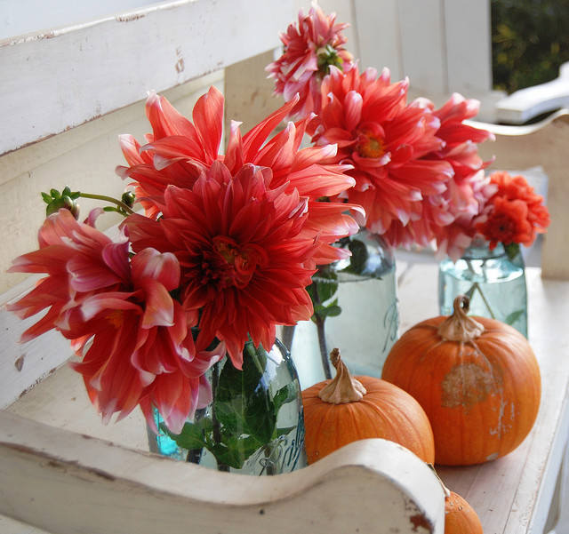 Leuchtend rote Dahlien und orangegelbe Früchte: typisch Herbst! (Foto: hello-julie)