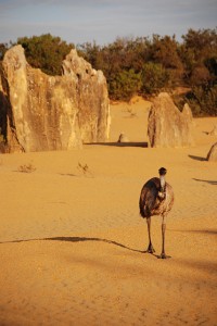 Emu auf Wanderschaft