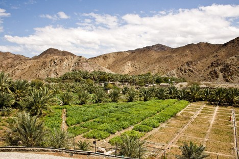 Gemüseanbau in der Wüste bei Dubai