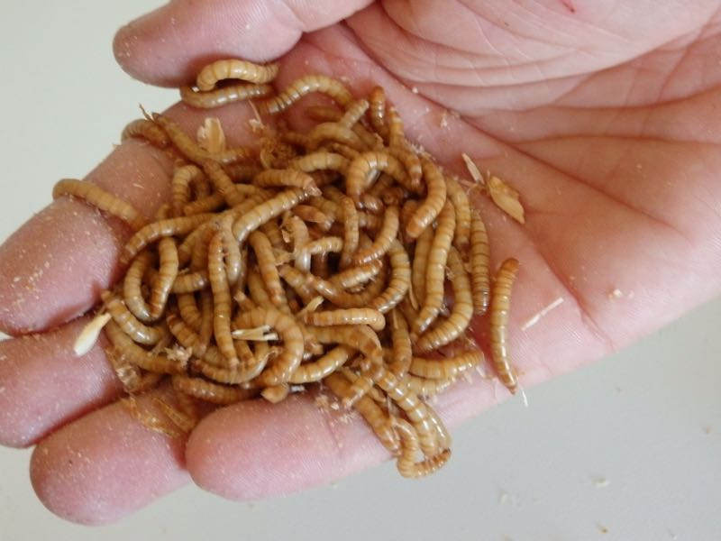 So sehen Mehlwürmer aus. Der biologisch korrekte Ausdruck ist allerding Mehlkäfer (lat. Tenebrio molitor)