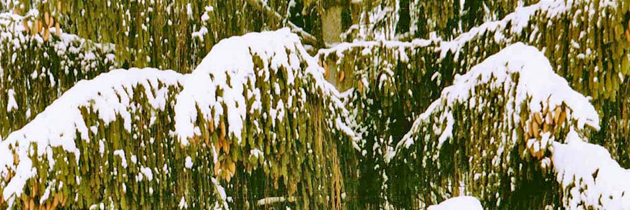 Immergrüne Nadelbäume sind typische Winterpflanzen laut Europäischem Fengshui. Foto (C) Irmgard Brottrager