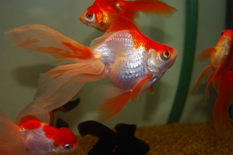 Goldfische als Symbol des Reichtums, Foto: flickr_ é™ˆéœ†, Ting Chen, Wing