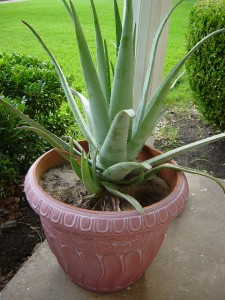Aloe Vera als Topfpflanze