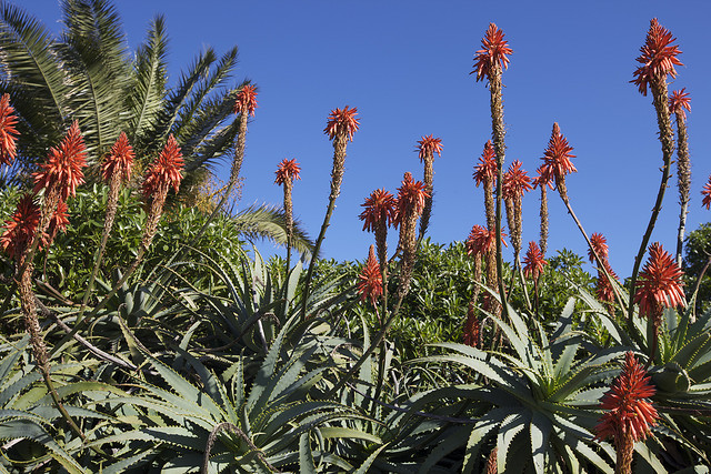 Aloe Vera (vorne im Bild) in freier Natur