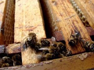 Tote Bienen: Viele Umwelteinflüsse machen den Bienen heutzutage zu schaffen