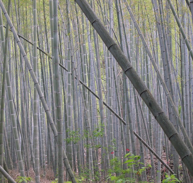 Bambuswald in China