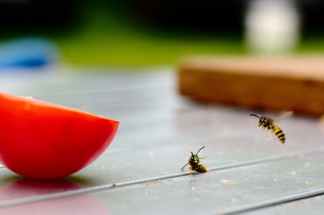 Wespen gehören meist zu den ungebetenen Gästen in Haus und Garten