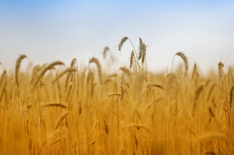 Reife Felder sind ein Sinnbild des Spätsommers. Foto: istockphoto / jean-gill