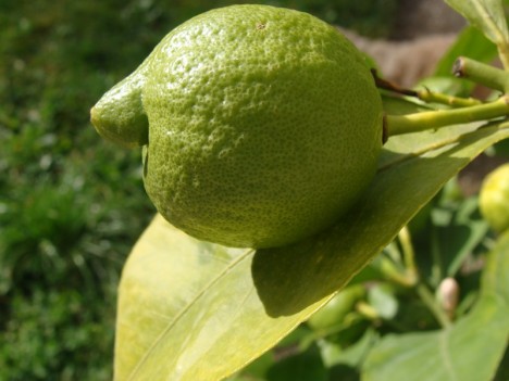 Zitrone liefert einen typischen "Holz-Duft". Foto: Hedwig Seipel