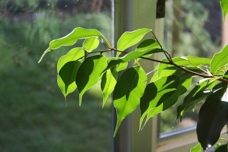 Die Blätter des Ficus Benjamina: Richtig angewandt können auch sie heilende Wirkung entfalten