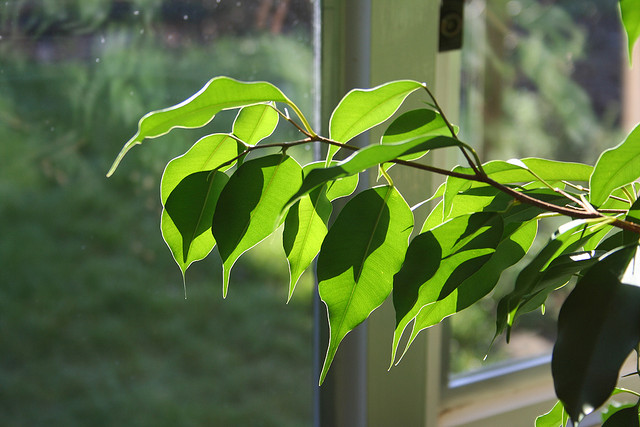 Die Blätter des Ficus Benjamina - auch sie können für Heilszwecke eingesetzt werden