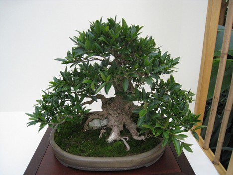 Ein Ficus als Bonsai-Bäumchen ist für viele Pflanzenliebhaber das Nonplusultra in den eigenen vier Wänden