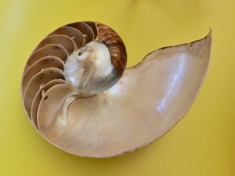 Die Fibonacci-Zahlenreihe am Beispiel einer Nautilus-Muschel, Foto (C) Irmgard Brottrager