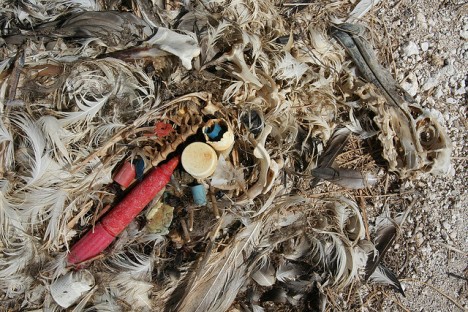 Plastikabfall in einem Vogelmagen: Dieses Albatros-Küken verhungerte, weil es zu viele Abfälle aus Plastik verschluckt hatte. Die Plastikteile hatten die Vogeleltern als Treibgut aus dem Meer gefischt.