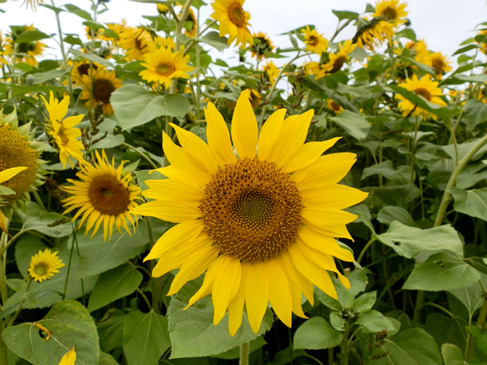 Die Sonnenblume hat eine erhellende Ausstrahlung, sie erinnert an eine Sonne und besitzt eine sehr zentrierte Form. Foto (C) Irmgard Brottrager