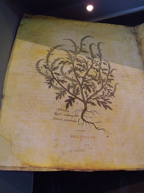 Pergamenthandschrift aus dem 5. Jh. n. Chr.: Botanische Beschreibung der Ambrosia
