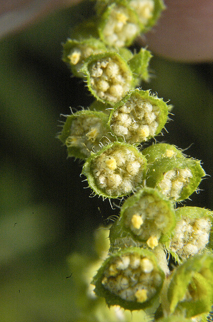 Ambrosia-Pollen