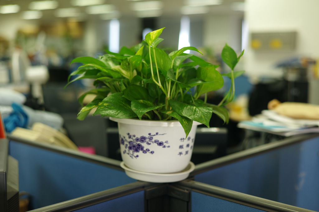 Grünpflanzen im Büro sorgen für eine bessere Arbeitsmotivation