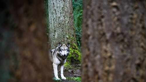 Wolfsbegegnung im Wald - für viele Menschen eine Horrorvorstellung