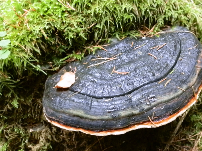 Auch dieser rotrandige Baumschwamm (FOMITOPSIS PINICOLA) gehört zu den naturheilkundlichen Arzneipflanzen. Foto (C) Irmgard Brottrager