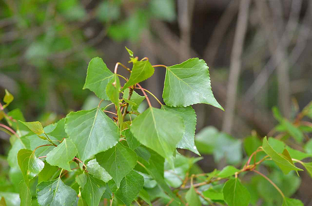 Schwarzpappel-Blätter, Foto (C) Nuuuuuuuuuuul / flickr