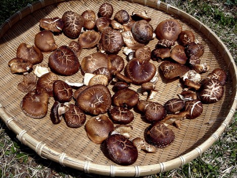 Zum Trocknen ausgelegte Shiitake-Pilze, Foto (C) Jennifer Murawski / flickr