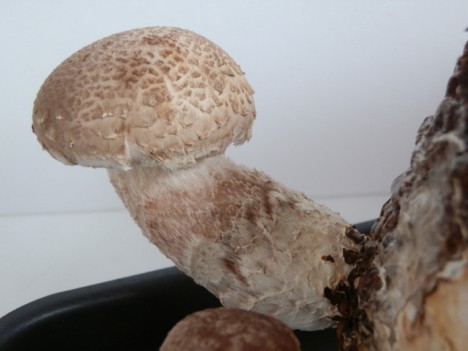 Shiitake-Pilze nach 5 Tagen, Foto (C) Irmgard Brottrager