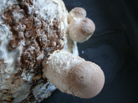 3 Tage alte Shiitake-Pilze auf Substrat, Foto (C) Irmgard Brottrager