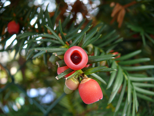 Eiben-Frucht, Foto (C) stachelbeer / flickr