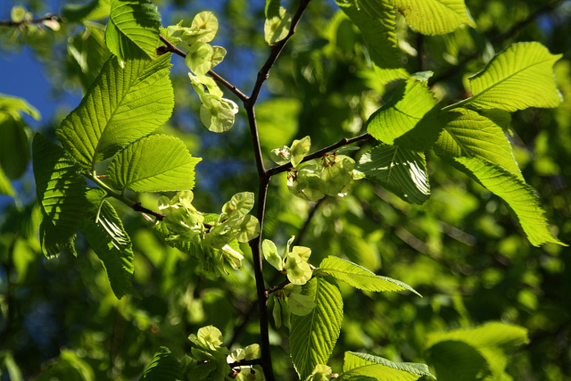 Blätter und Früchte der Ulme, Foto (C) Blondinrikard Fröberg / flickr
