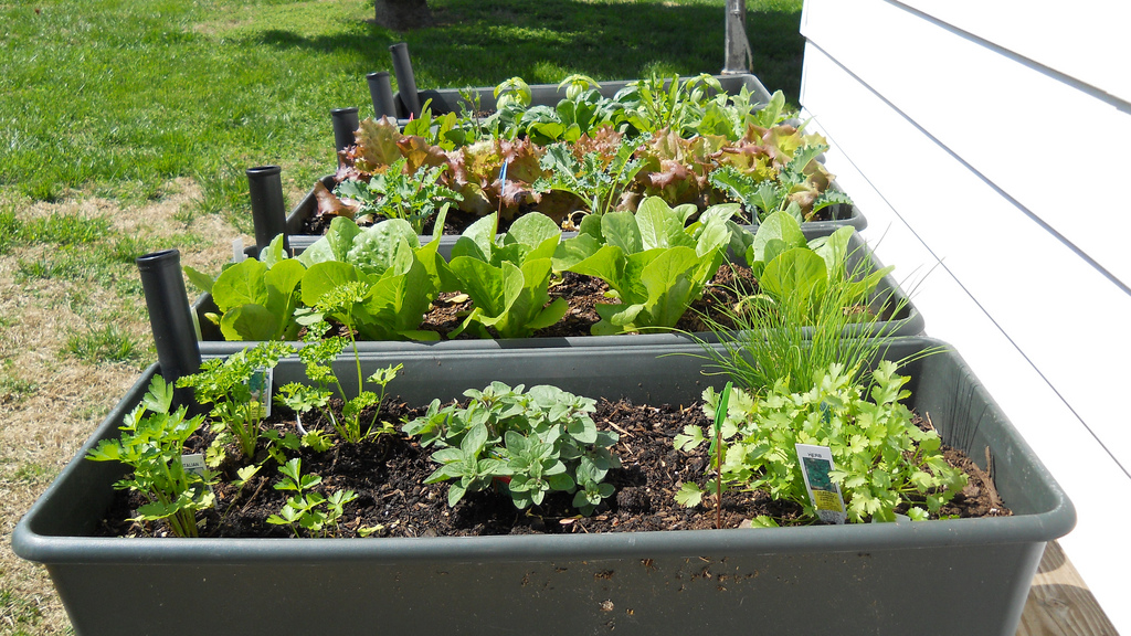 Gemüsebeet mieten auf Zeit: Auch ohne eigenen Garten kann man zum Selbstversorger werden