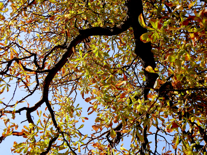 Rosskastanie im Herbst, Foto (C) Irmgard Brottrager