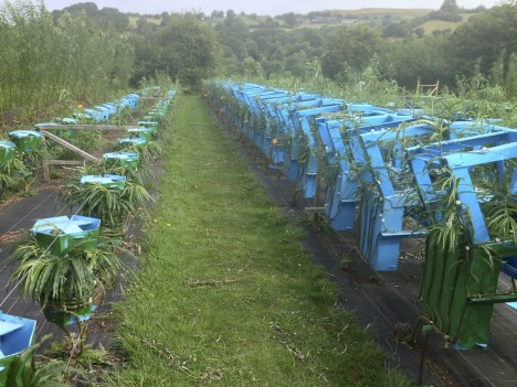 Gewachsene Möbelstücke: Möbelunikate aus der Natur