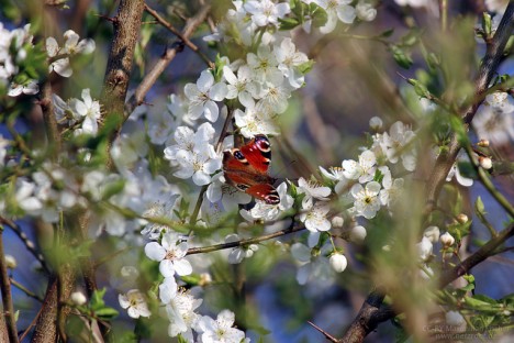 Schlehdorn-Blüten, Foto (C) netzroot / flickr