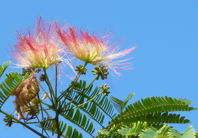 Seidenbaum-Blüte, Foto (C) -Wendy Cutler / flickr
