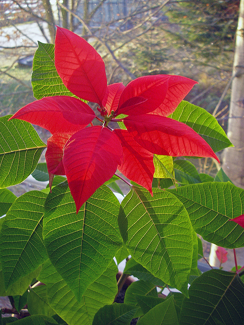 Aufgrund ihrer roten Blätter sind Weihnachtssterne zur dunklen Jahreszeit besonders beliebt