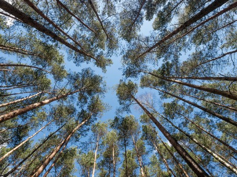 Kiefern im Wald, Foto (C) Anja Pietsch / flickr